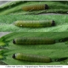 colias erate larva1 volg1